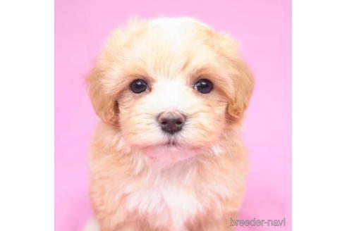 成約済の東京都のマルプー:マルチーズ×トイプードル-189235の5枚目